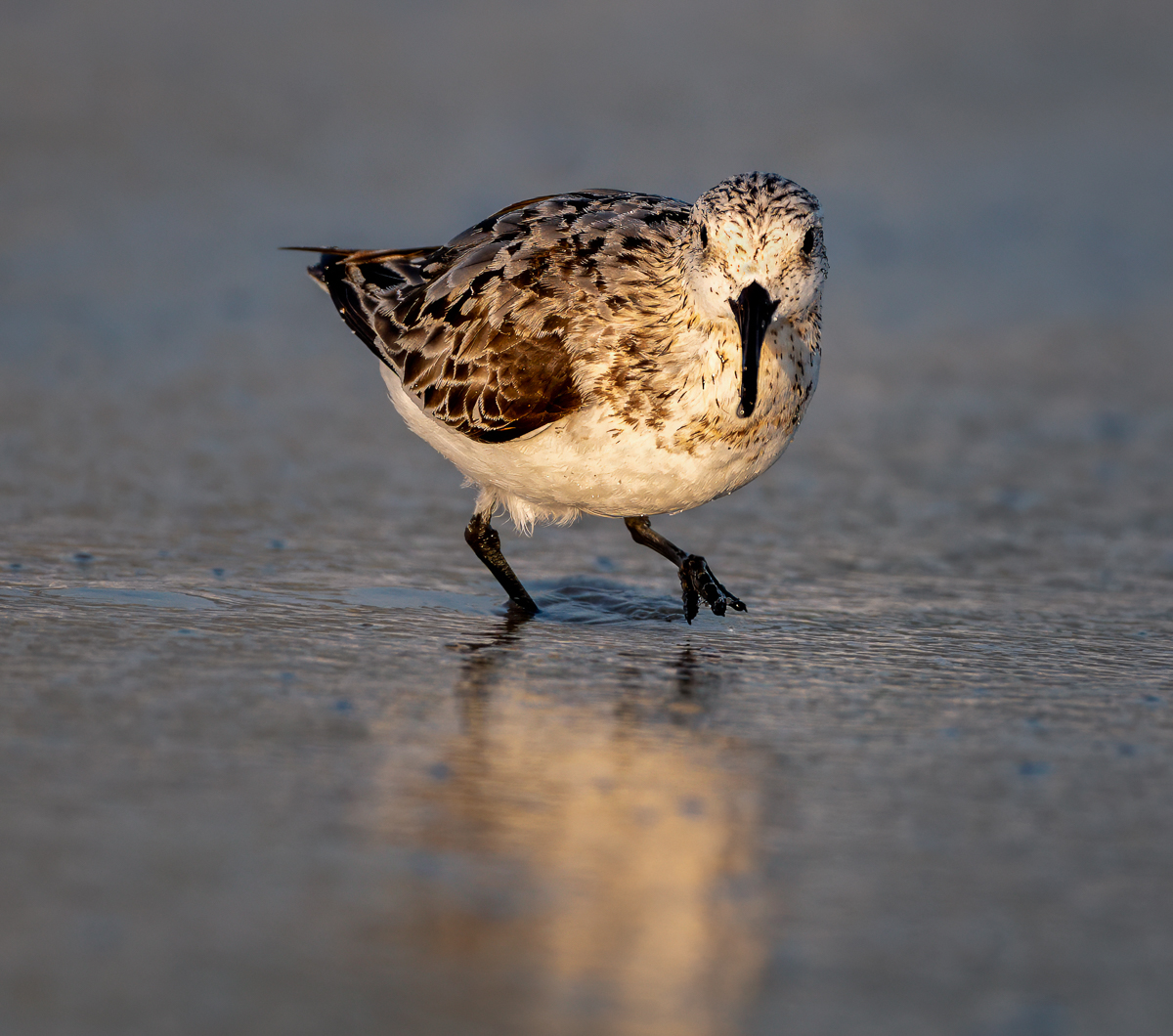Sullivan Christopher Who are You Looking At Nature   Ornithological   Class A 20251022